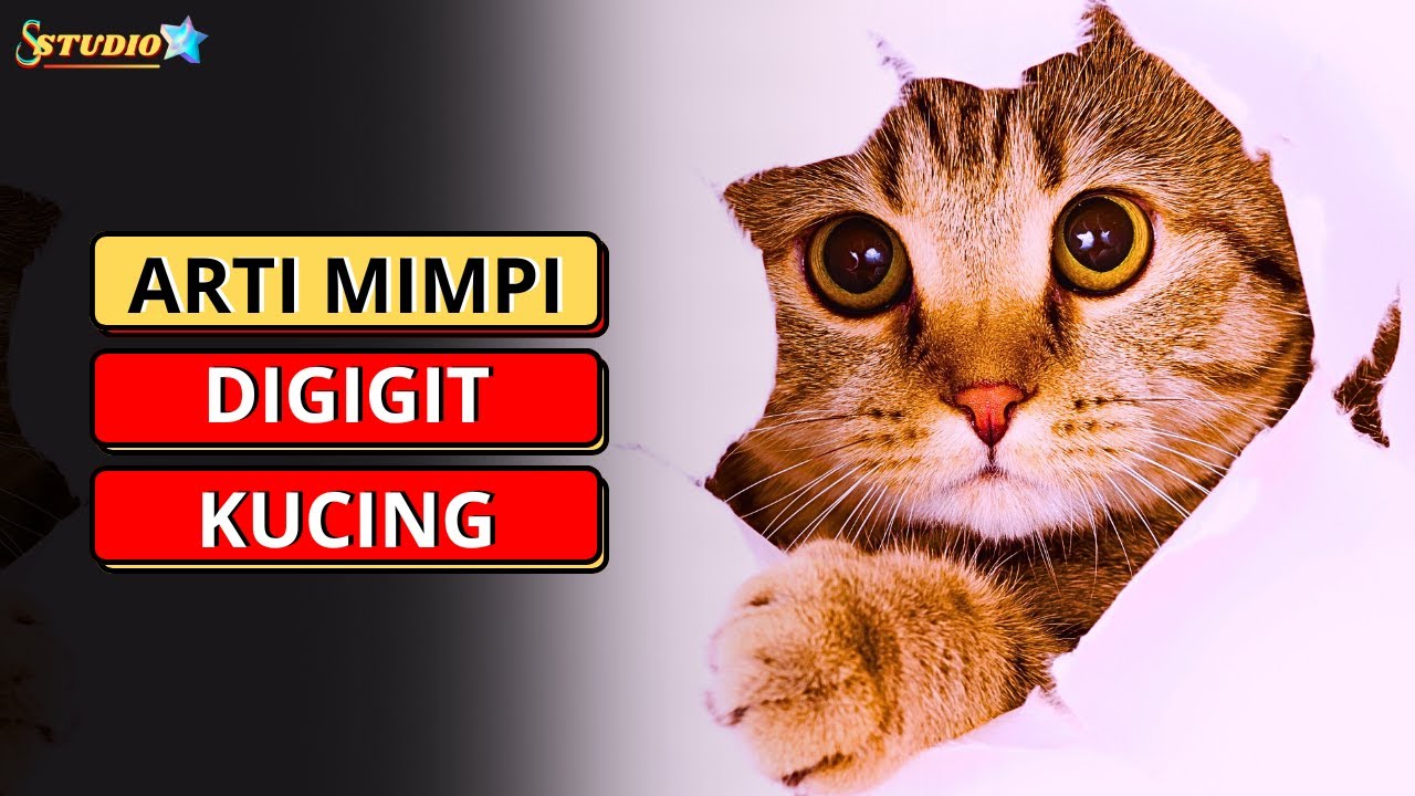 Arti Mimpi Digigit Kucing