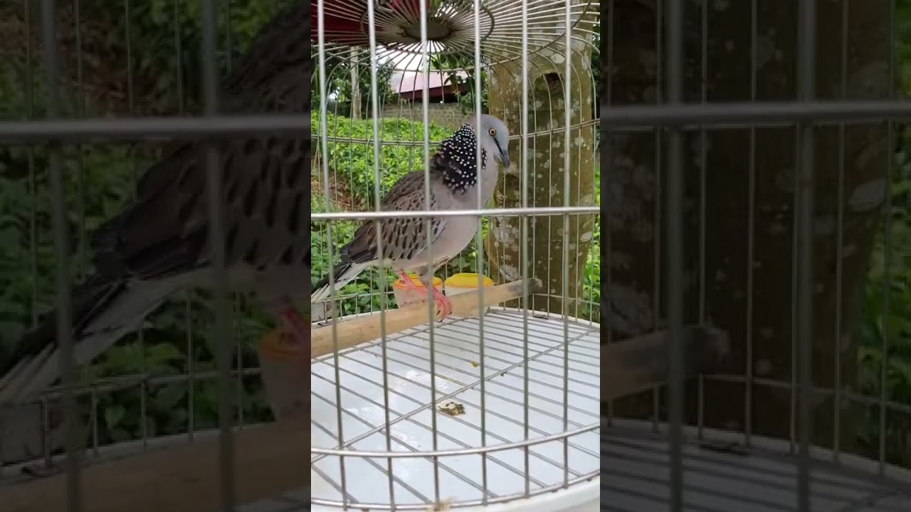 chim cu g&aacute;y th&uacute;c g&ugrave; cực hay