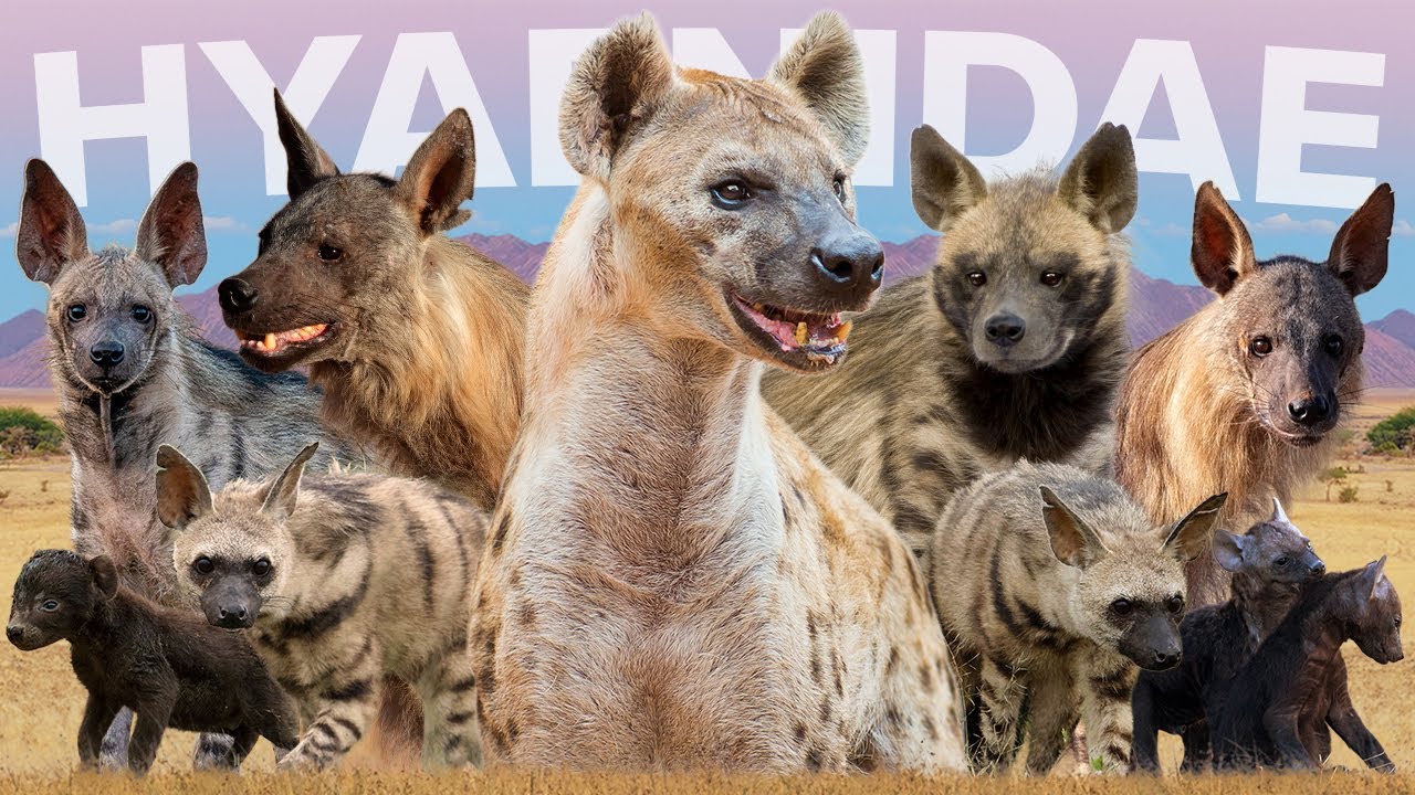 All 5 Hyena Species (Inc 1 Recently Discovered)