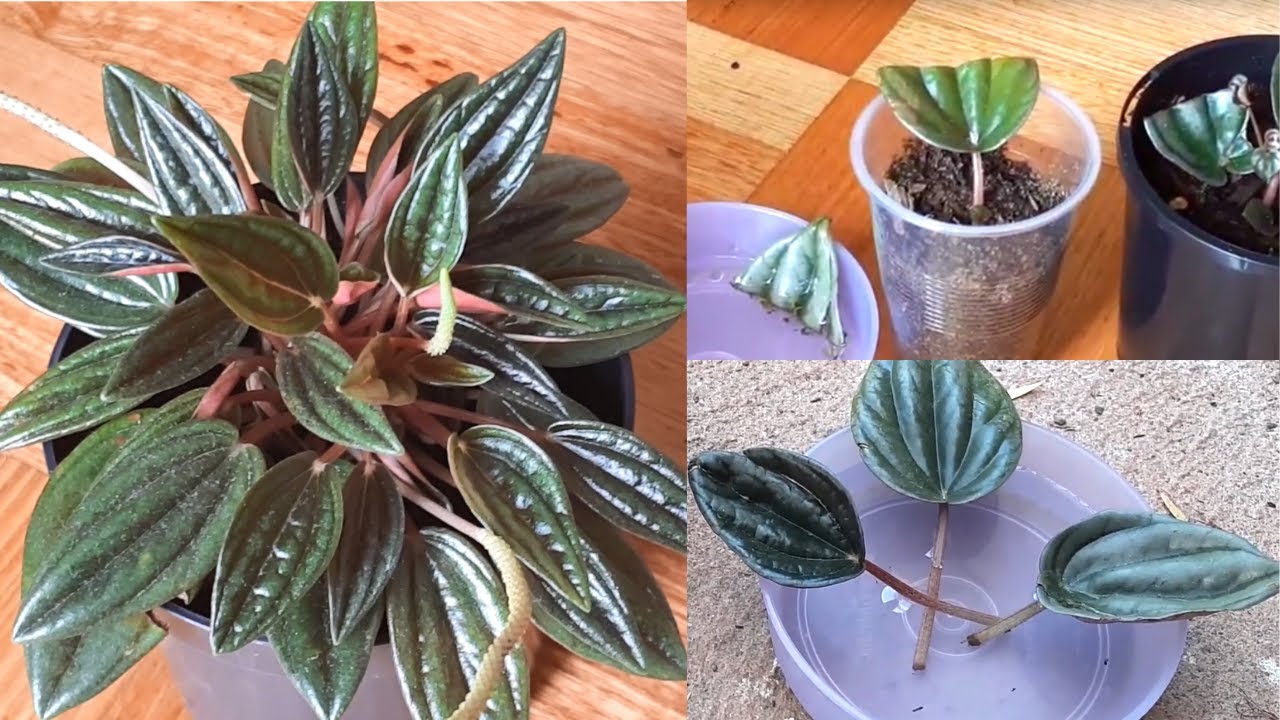 Peperomia caperata(Peperomia Rosso) plant Care and Propagation #Peperomia - See the Description