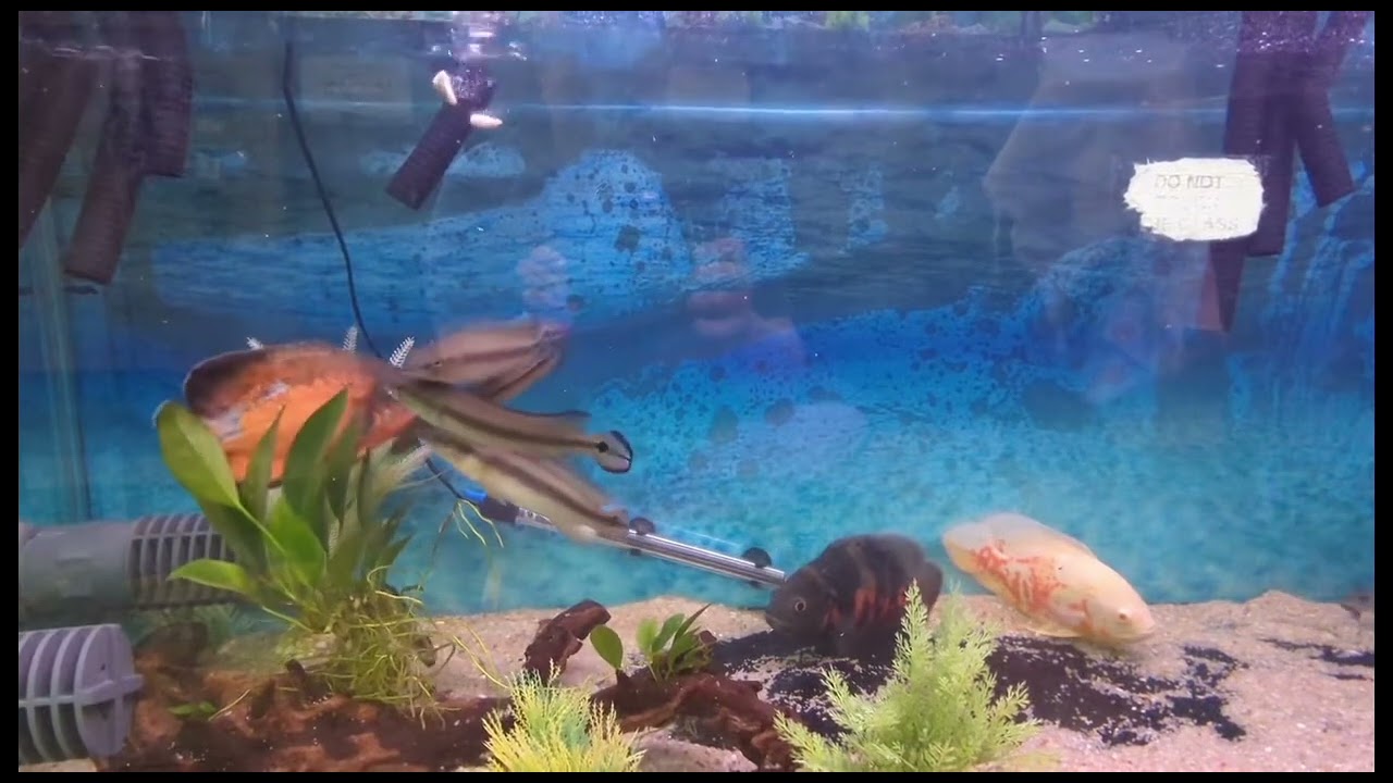 Pike Cichlid Care