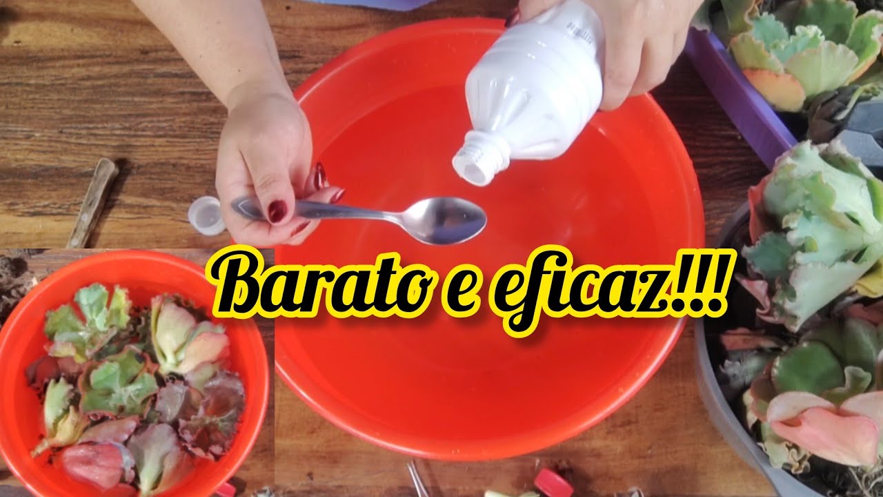 ISSO pode SALVAR SUA SUCULENTA!!!