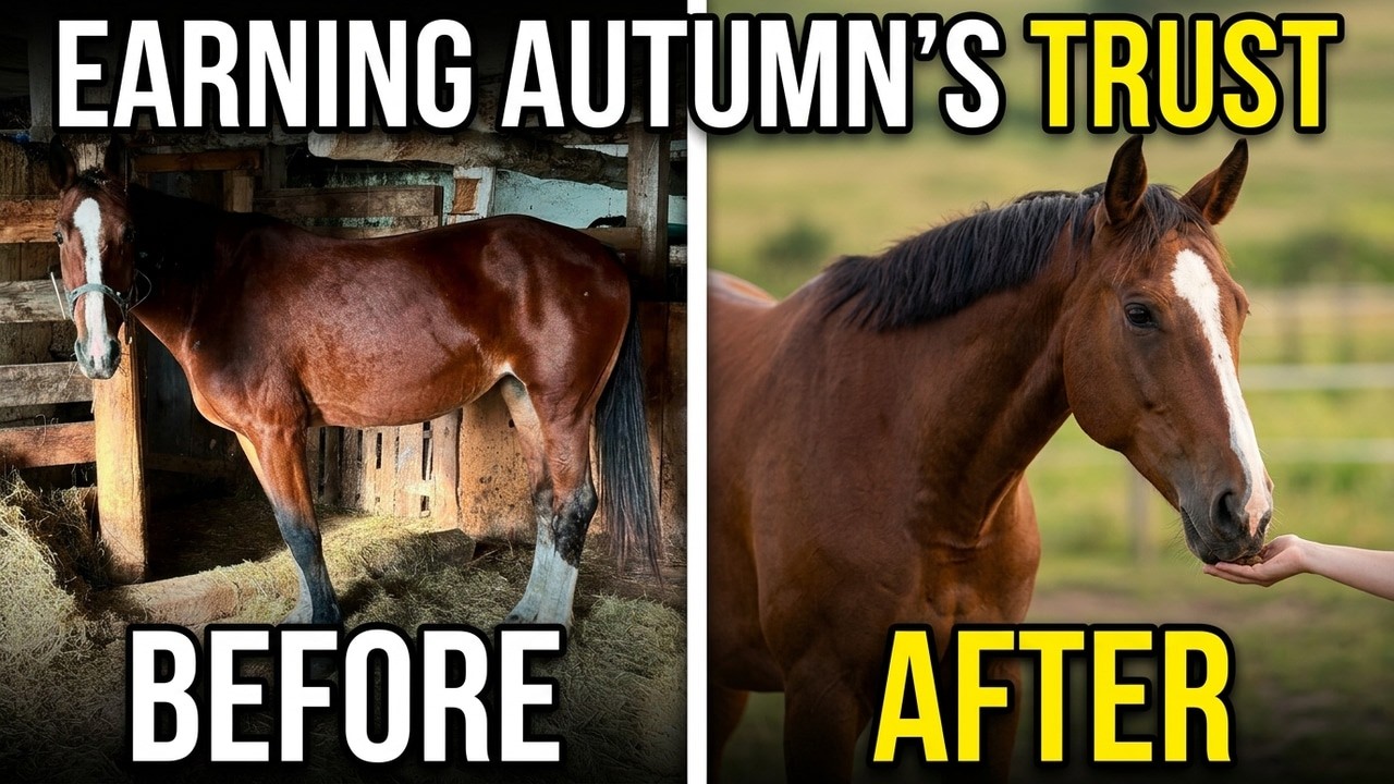 Watching Autumn Heal from Auction Trauma