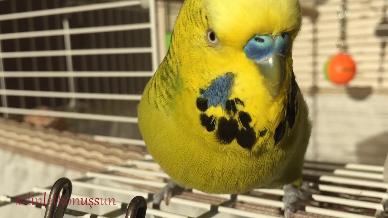 KUŞUM ÖPÜCÜK AŞKIM BABACIK | Konuşan Muhabbet kuşu Fıstık dinlet konuşsun dinlet ötsün