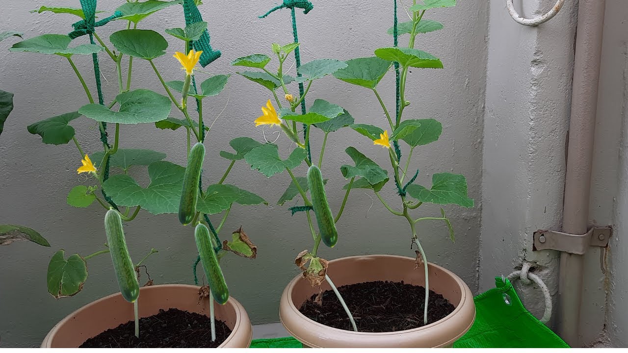 Maximize your cucumber yield with cocopeat || Hydroponic Farming in Telugu