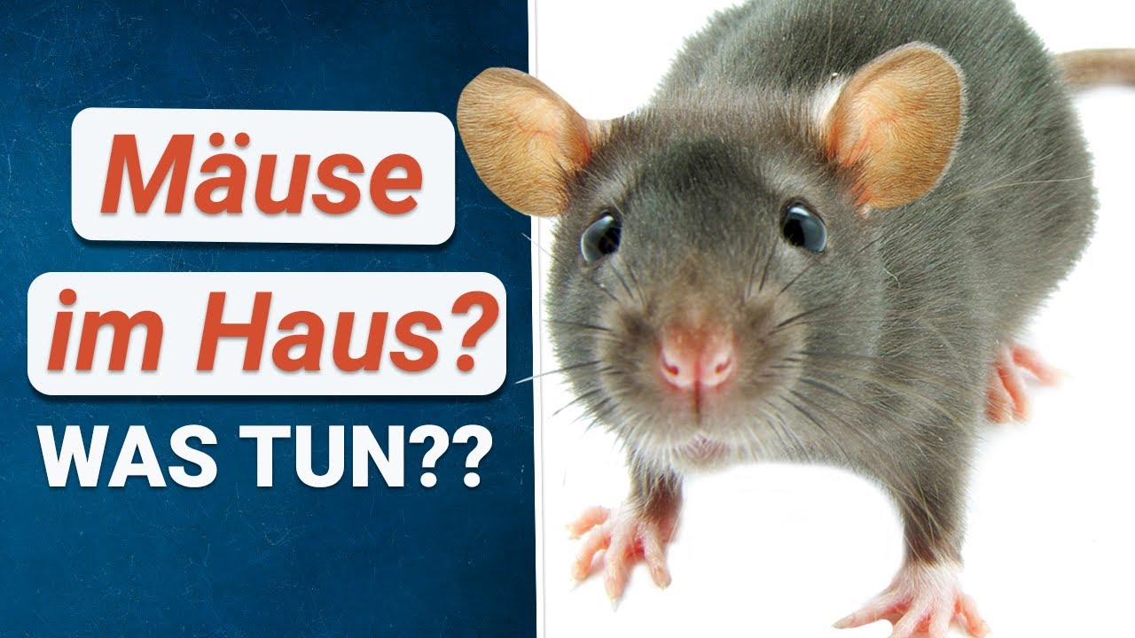 Mäuse bekämpfen 🚫 TIPPS gegen Mäuse im Haus