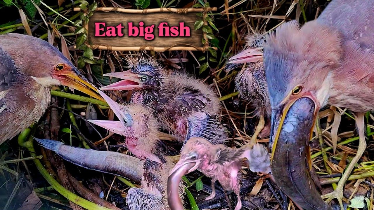Amazing ‼️ baby herons swallow food perfectly 