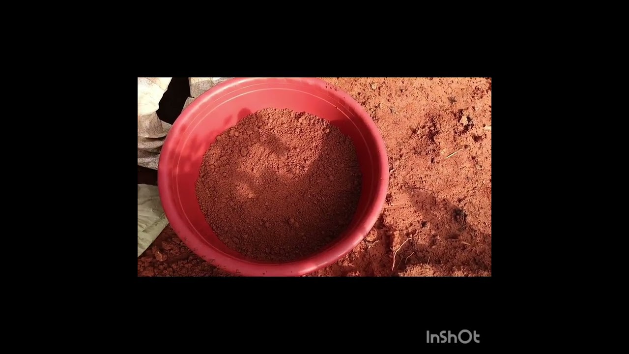 Planting wayerlilly plant in big tub....#garden #hobbies #flower #gardening #love#viral#vedios