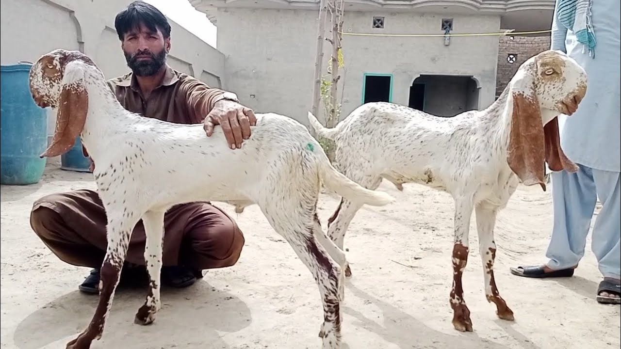 لاجواب کوالٹی کے بریڈر بچے