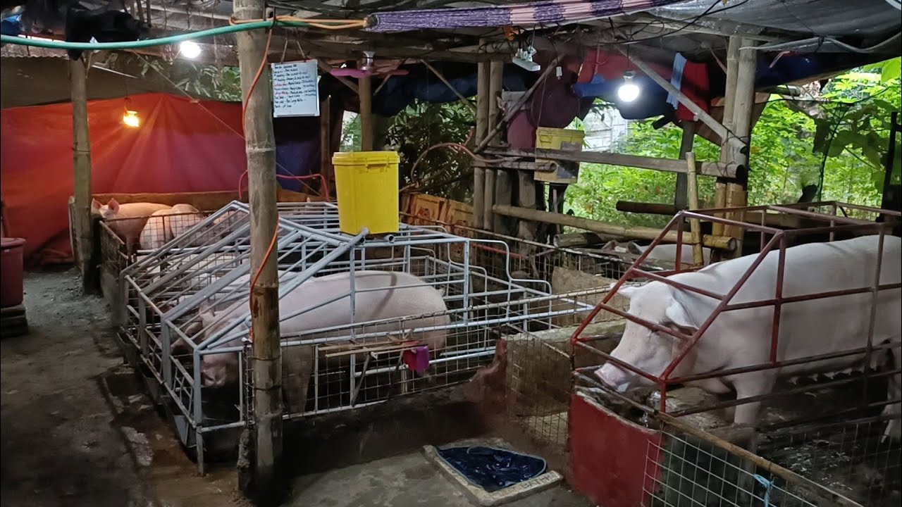Umagang MAINGAY ang mga baboy FEEDS ang hanap