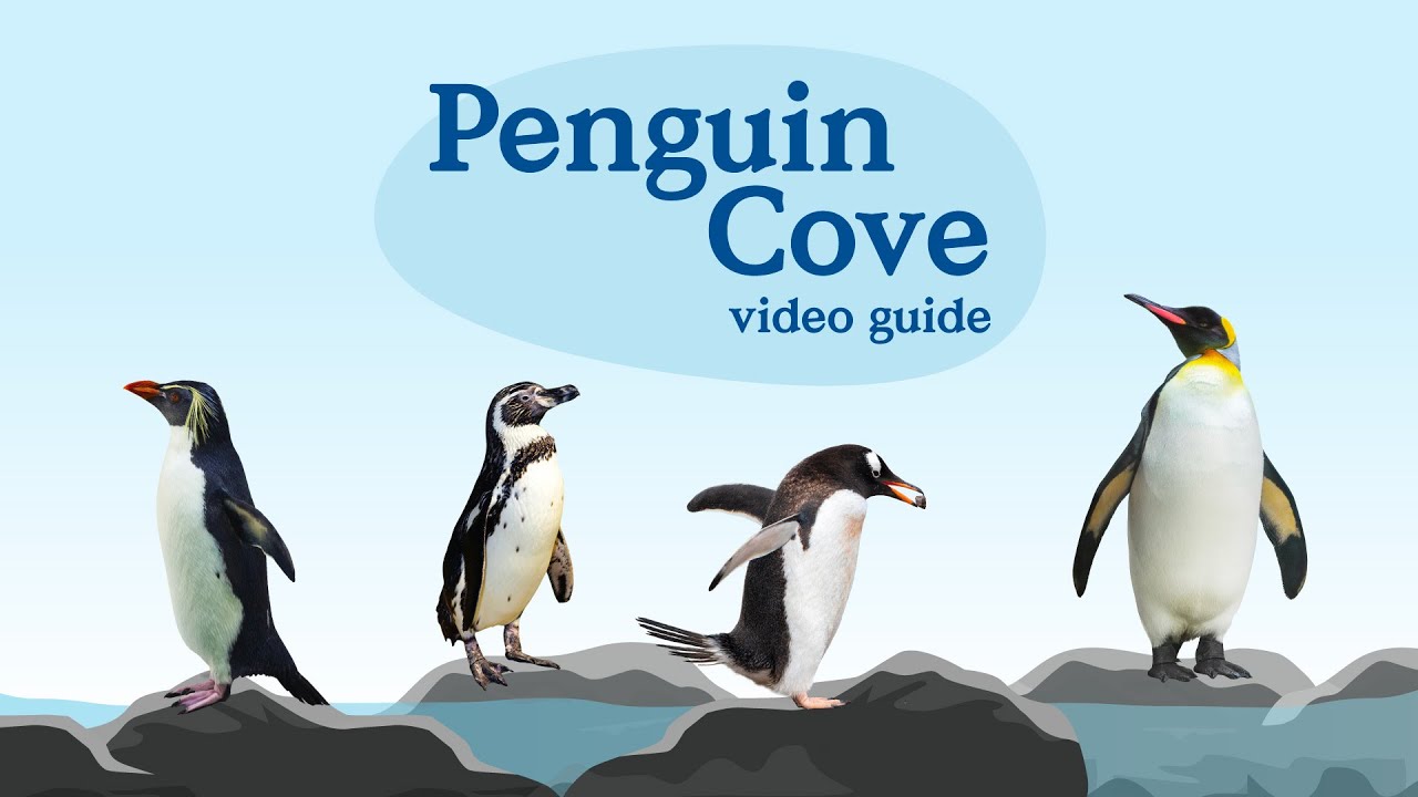Video Guide - Penguin Cove