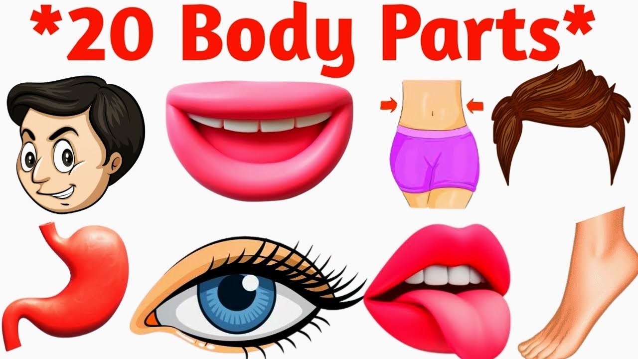 Body Parts Name for Kids | Learn 20 Human Body Parts in English with Pictures