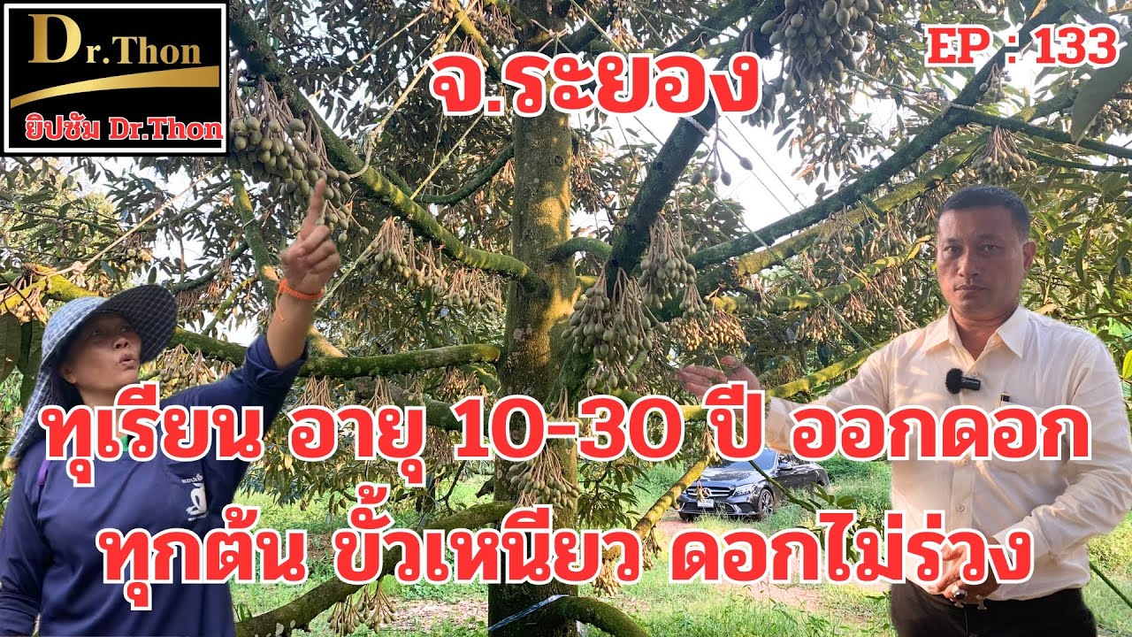 ทุเรียน จ.ระยอง อายุ 10-40 ปี ติดดอกดก ยกสวน ด้วยยิปซัม Dr.Thon โทร.099-425-6888
