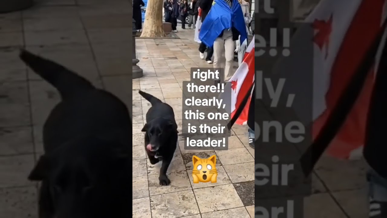 even the dogs are protesting (riot dogs of Georgia compilation 🇬🇪✊️)