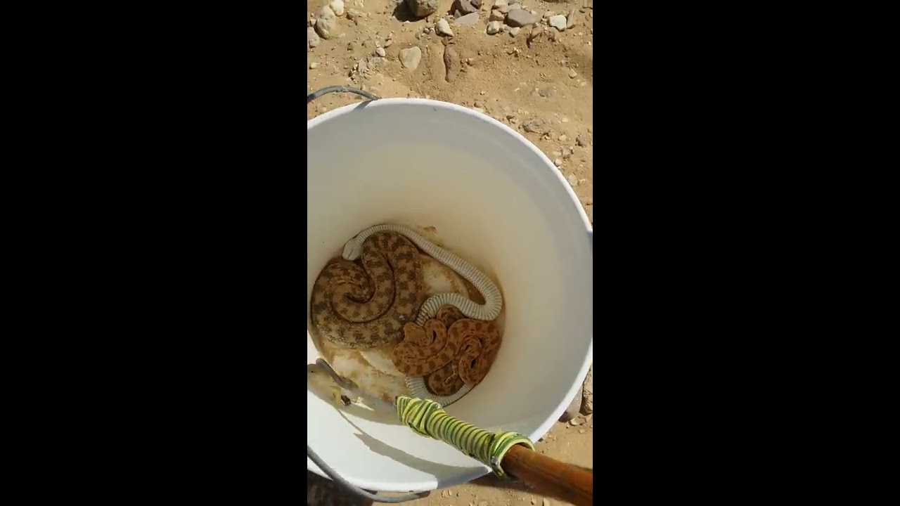 الشرشمان فى مواجهة ام قرينات