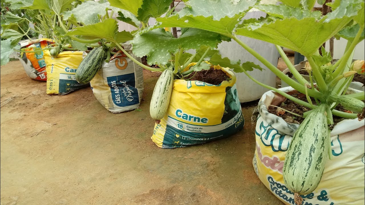 Como plantar Abobrinha em vasos