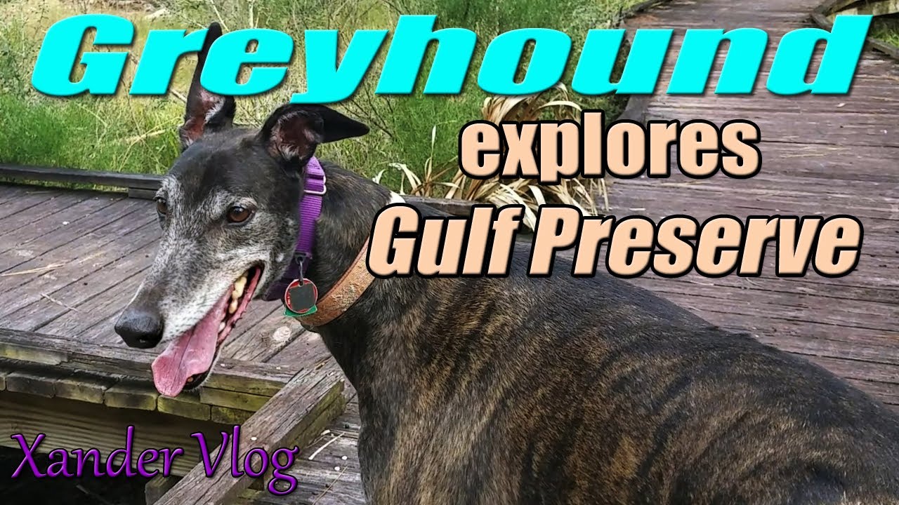 Greyhound on the boardwalk | Withlacoochee Gulf Preserve | Life with a retired racer