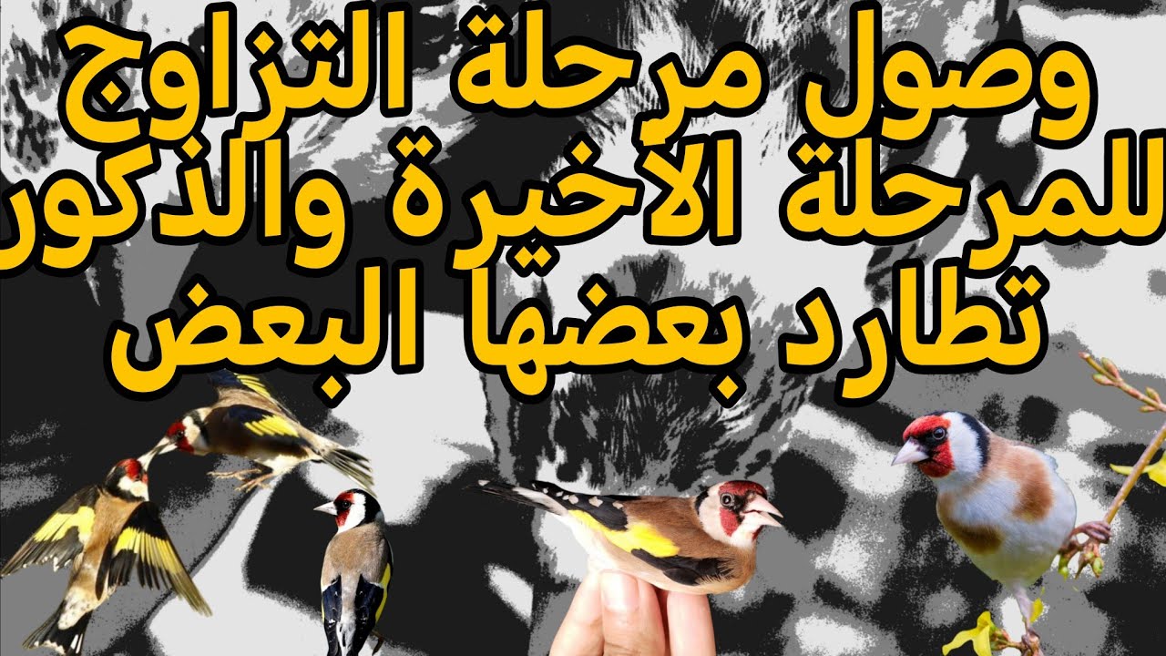 دخول مرحلة التزاوج المراحل الأخيرة لذلك نستغل المرحلة ونوضح الأمور 