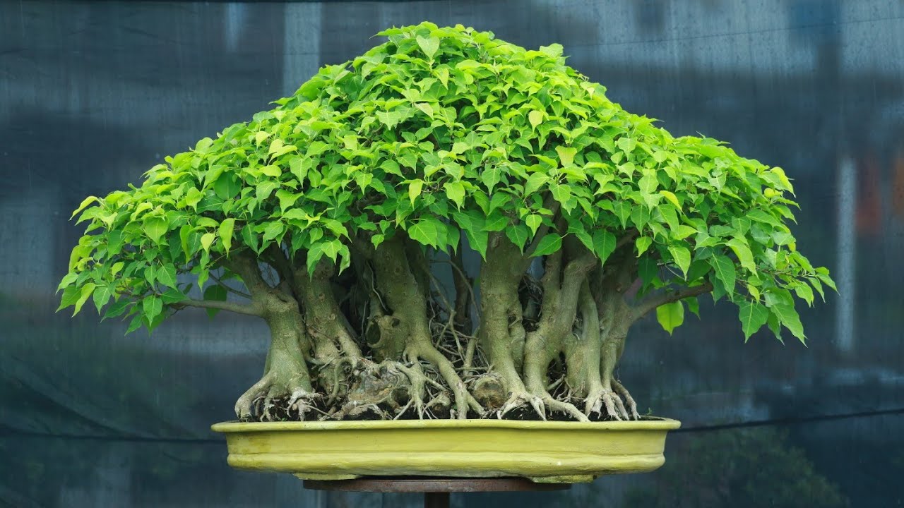 | World biggest Ficus Rumphi Defoliation system,  full profile and Result | Bonsai Artisan | AQIB |