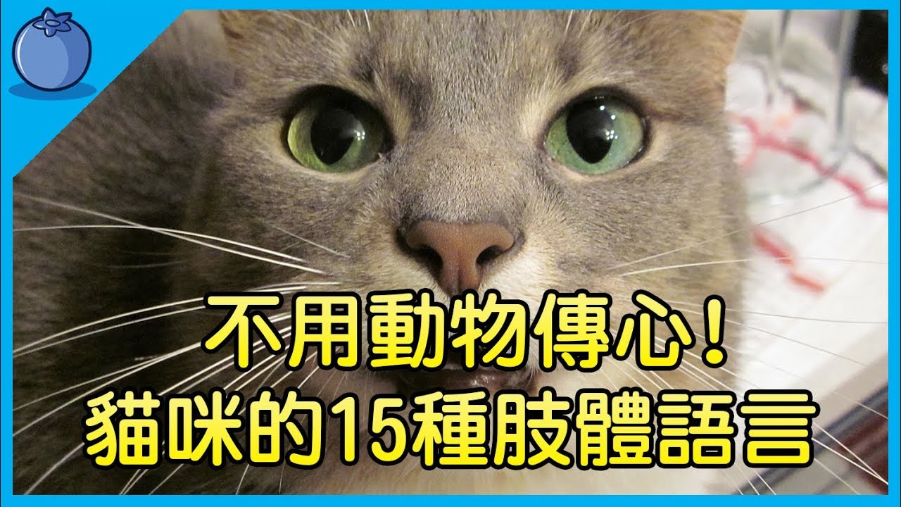 【貓奴必看 】貓咪的15種肢體語言，學會就不用找動物傳心師了｜原來低吼代表…｜藍莓豆花 Blueberry Tofa