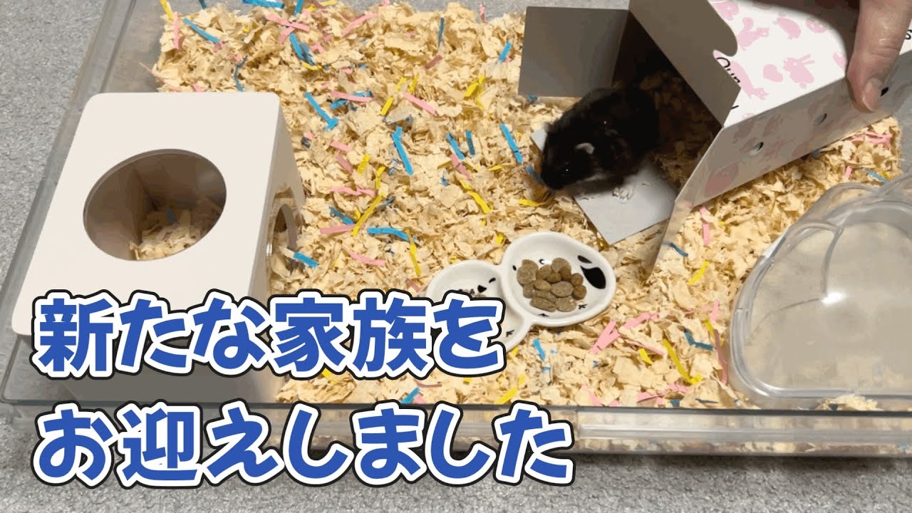 【ご報告】珍しいカラーの小さな赤ちゃんハムスターをお迎えしました