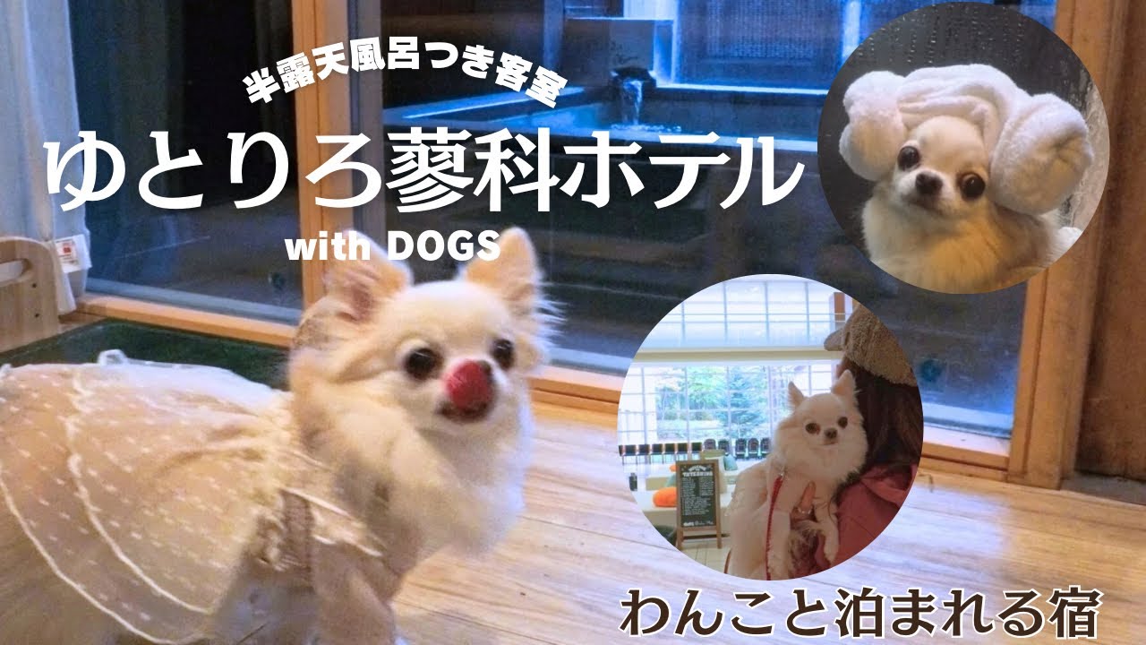 【愛犬と泊まれる宿】ゆとりろ蓼科ホテル露天風呂つき部屋♨️深夜着でも癒しの充実ステイ