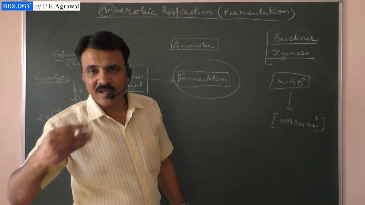 Anaerobic respiration (Fermentation) : Simplified by Dr P K Agrawal