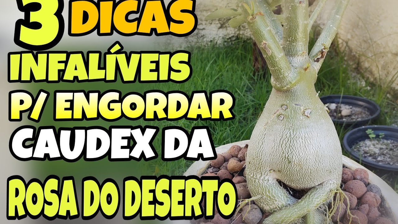 Como fazer para ENGORDAR o CAUDEX da Rosa do deserto?