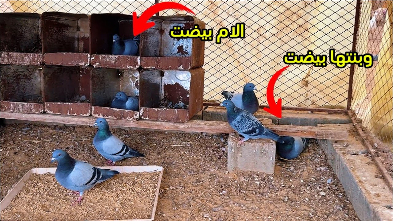 اارحب تكاثر الحمام الزاجل دبل وحجام فاخر الحمدلله 🕊️🕊️😊👏