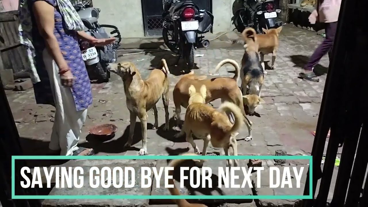 Feeding to Street Dogs | Mother and Dogs Love | Feeding Street Dogs || Street Dogs Feeding by My मां
