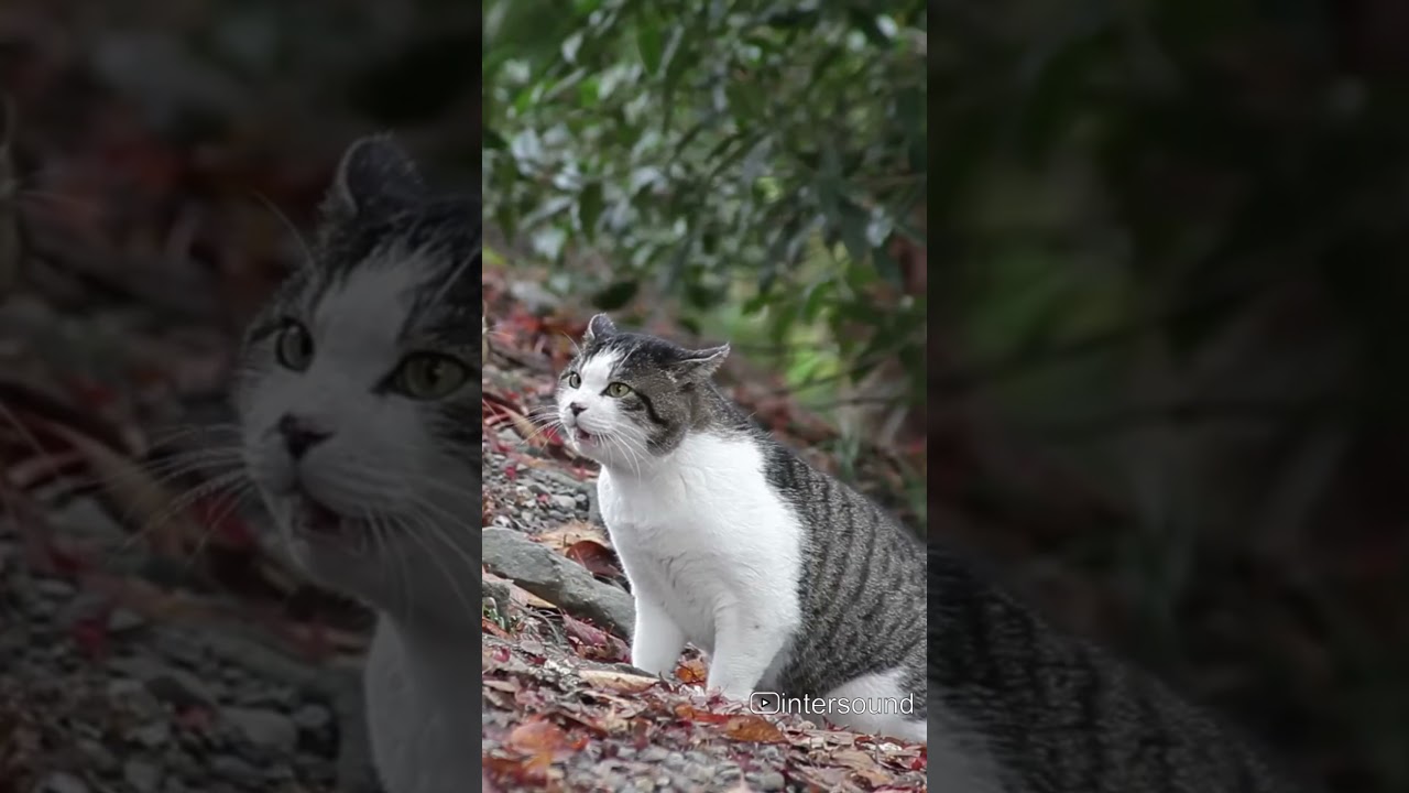 cat caterwaul sound