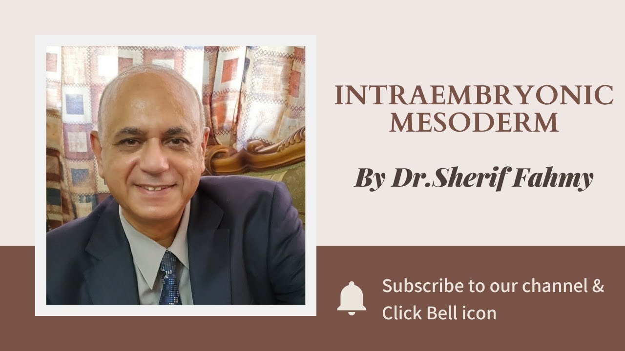 Intraembryonic Mesoderm