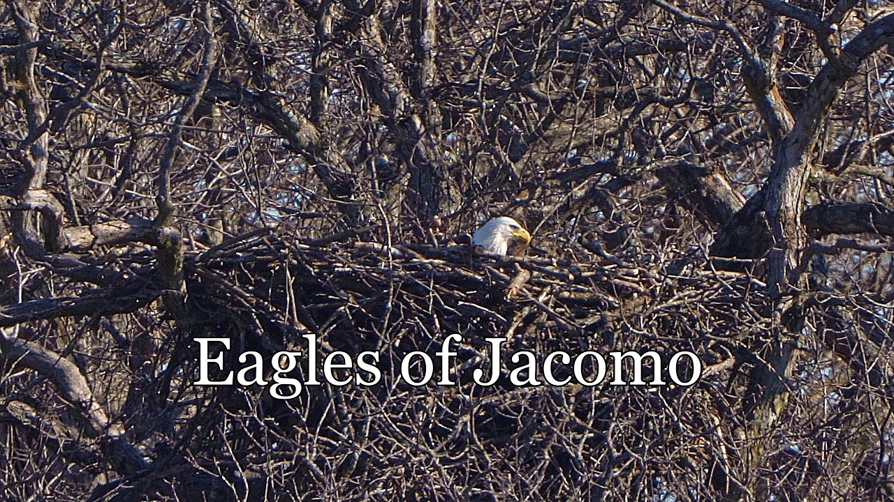 Eagles of Jacomo