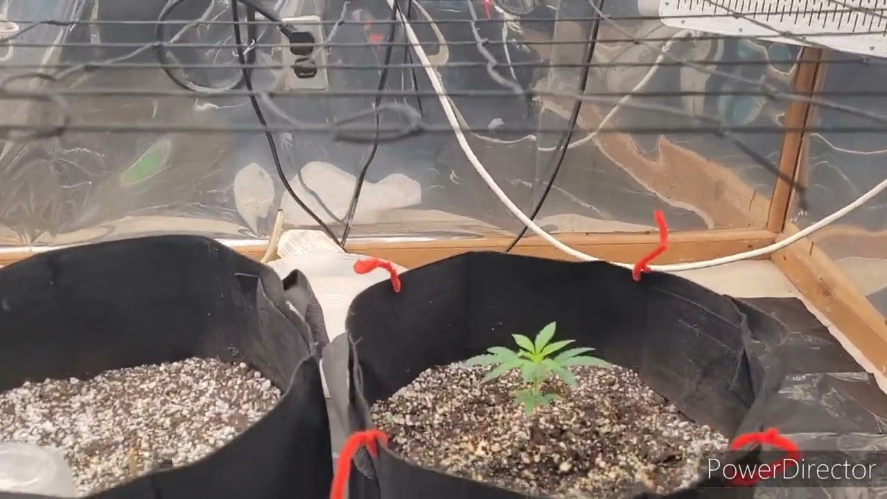 Peanut Butter Breath Week 3 #garden #growth #likes #farming #plants #cannabis