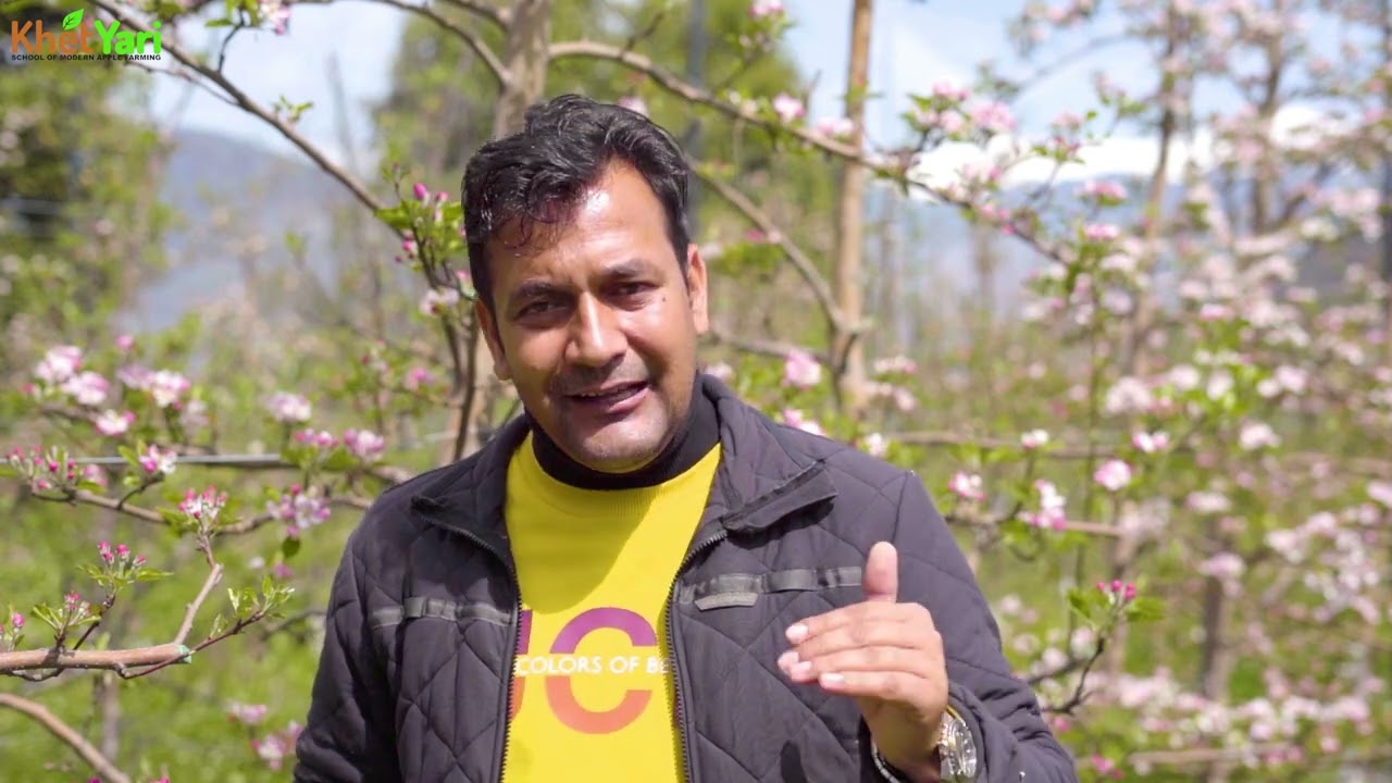 अच्छी फ्रूट सेटिंग के लिए क्या करे। Pink Bud | Flowering | @jittuchauhanorchardist