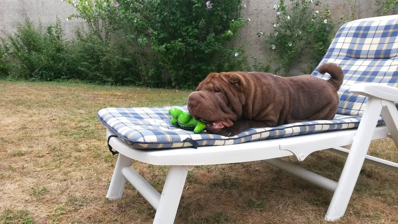 Shar Pei GRIZZLY #2      