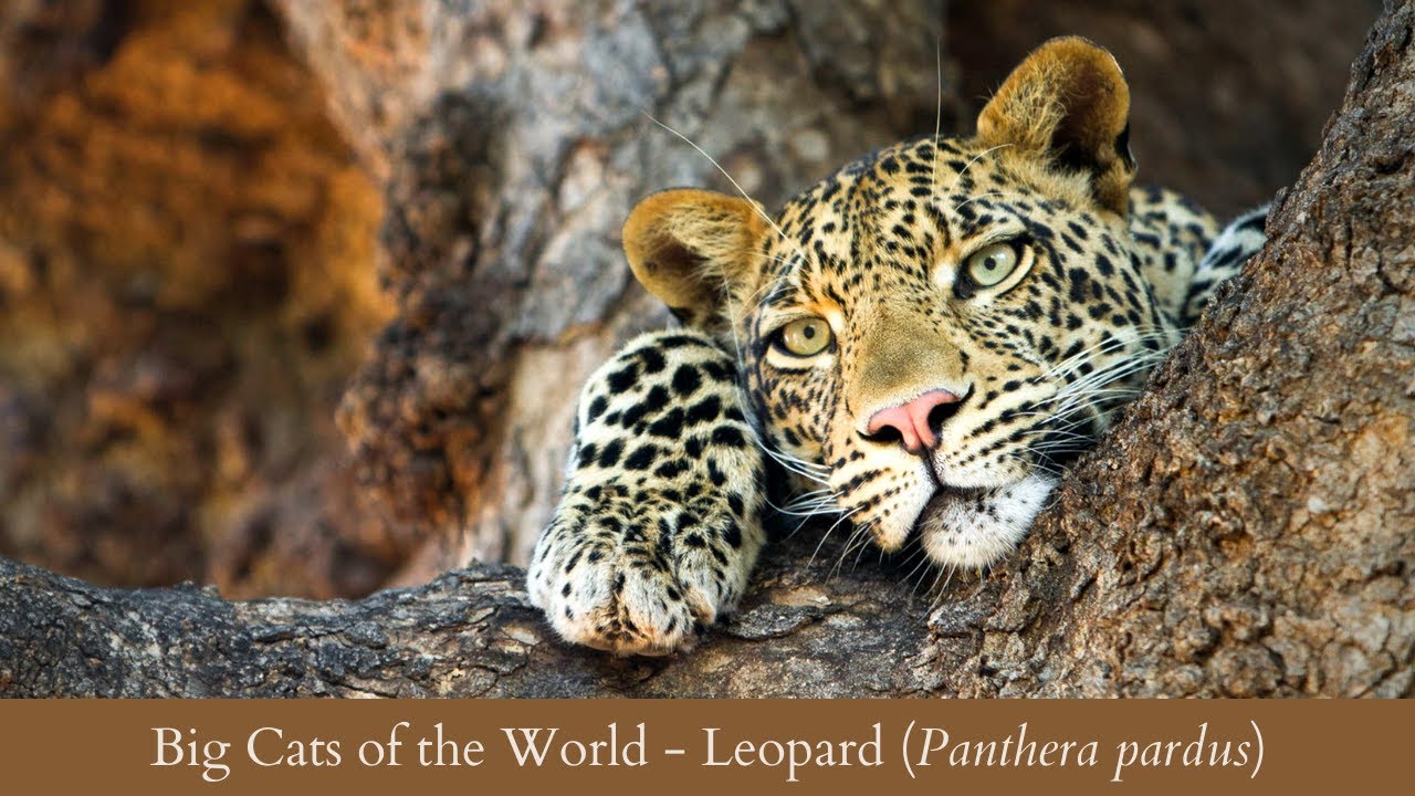 Big Cats of the World Part III - LEOPARD (Panthera pardus)