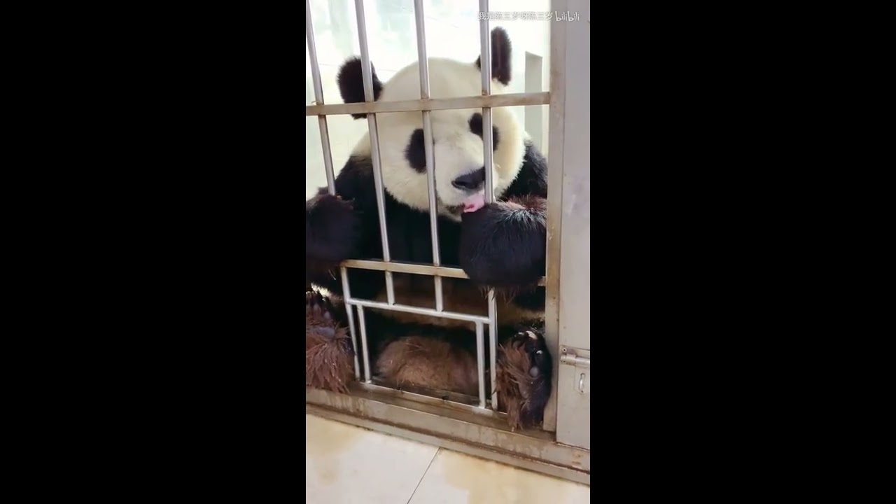 Panda Jin Hu-His looks are always funny.