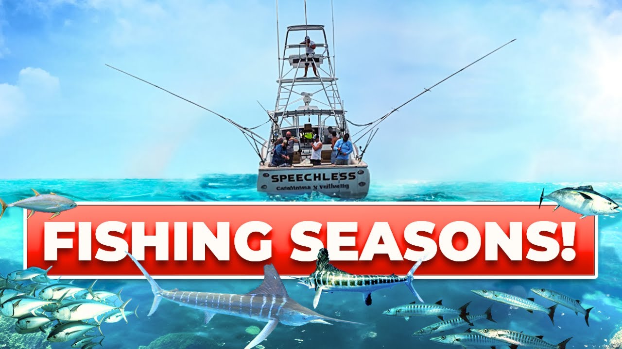 Offshore Fishing Seasons: Here’s What You’ll Catch Throughout the Year