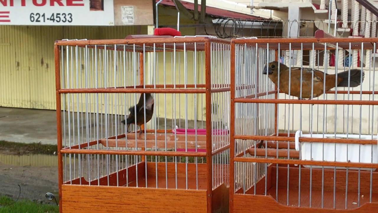 Guyana birds : brown and spotted  ramping