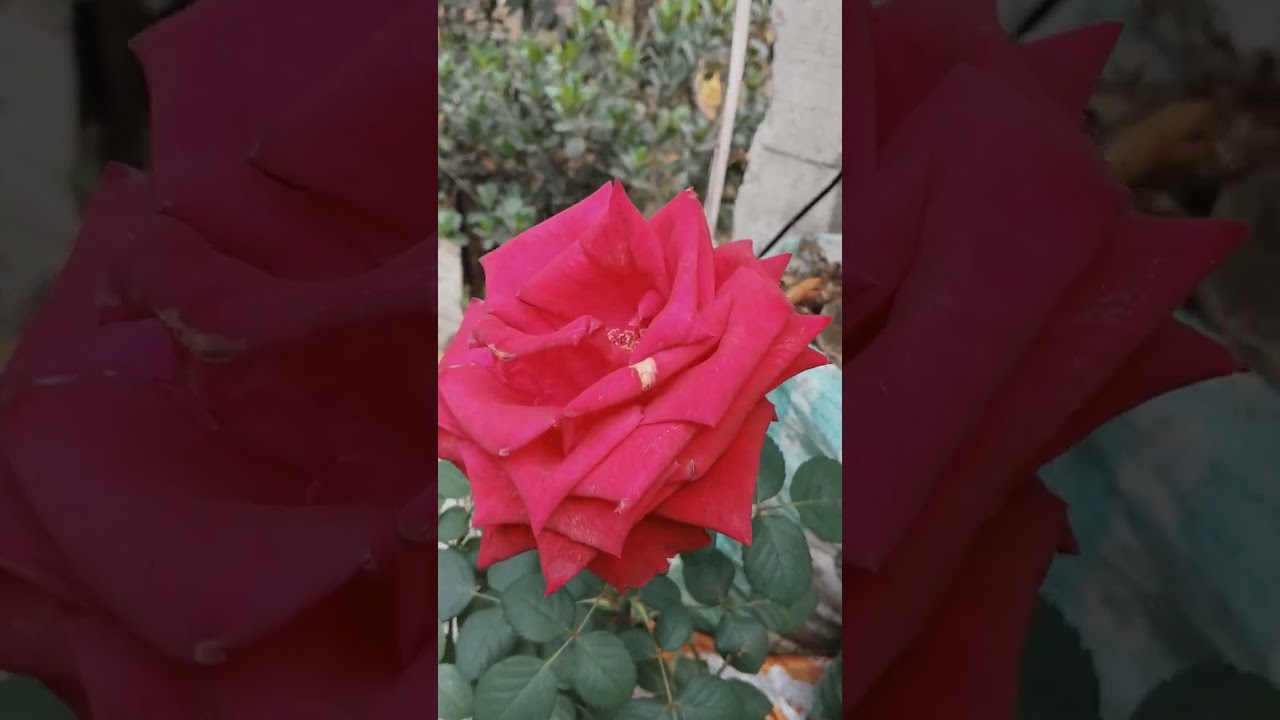 আম গাছে মুকুল এসেছে দেখো বন্ধুরা ভিডিওটা কেমন লাগে তোমাদের।