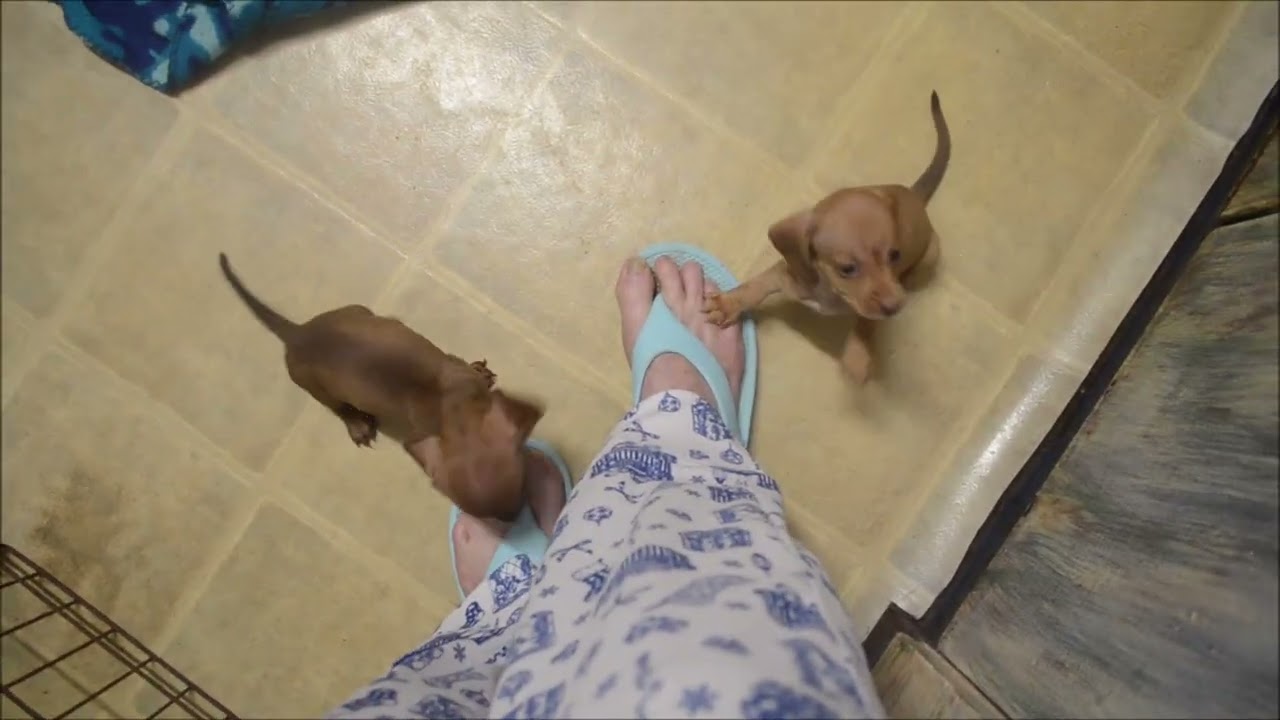 4 Male pups are playing with 5 Female pups