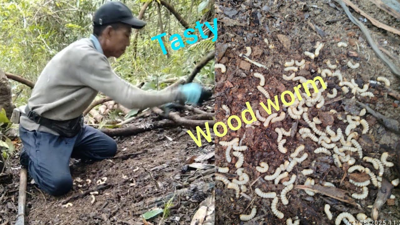 4 August 2025 Simple and easy way of catching wood worm in the jungle 🐛🐛viral video 