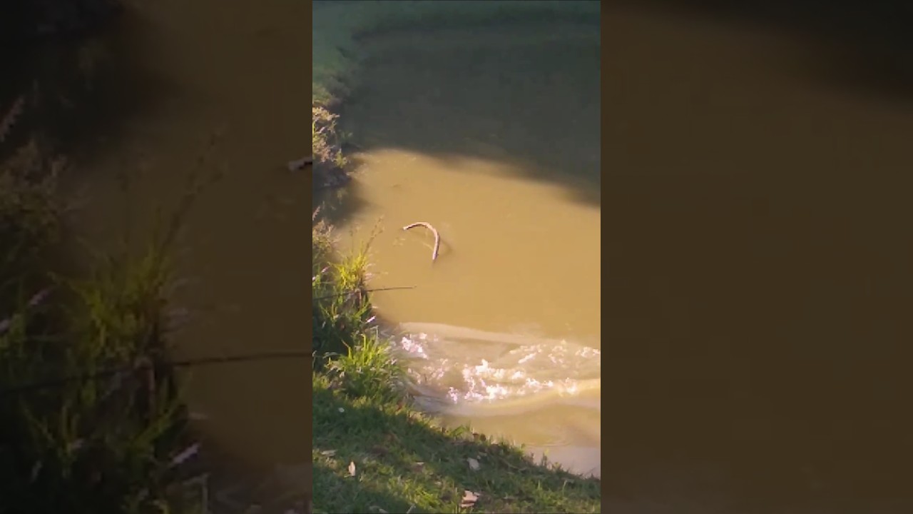 Tamba sistema goiano queijo no barranco pt1 #fishing #tamba #fish #pesca #oquefazernorio #pescaria