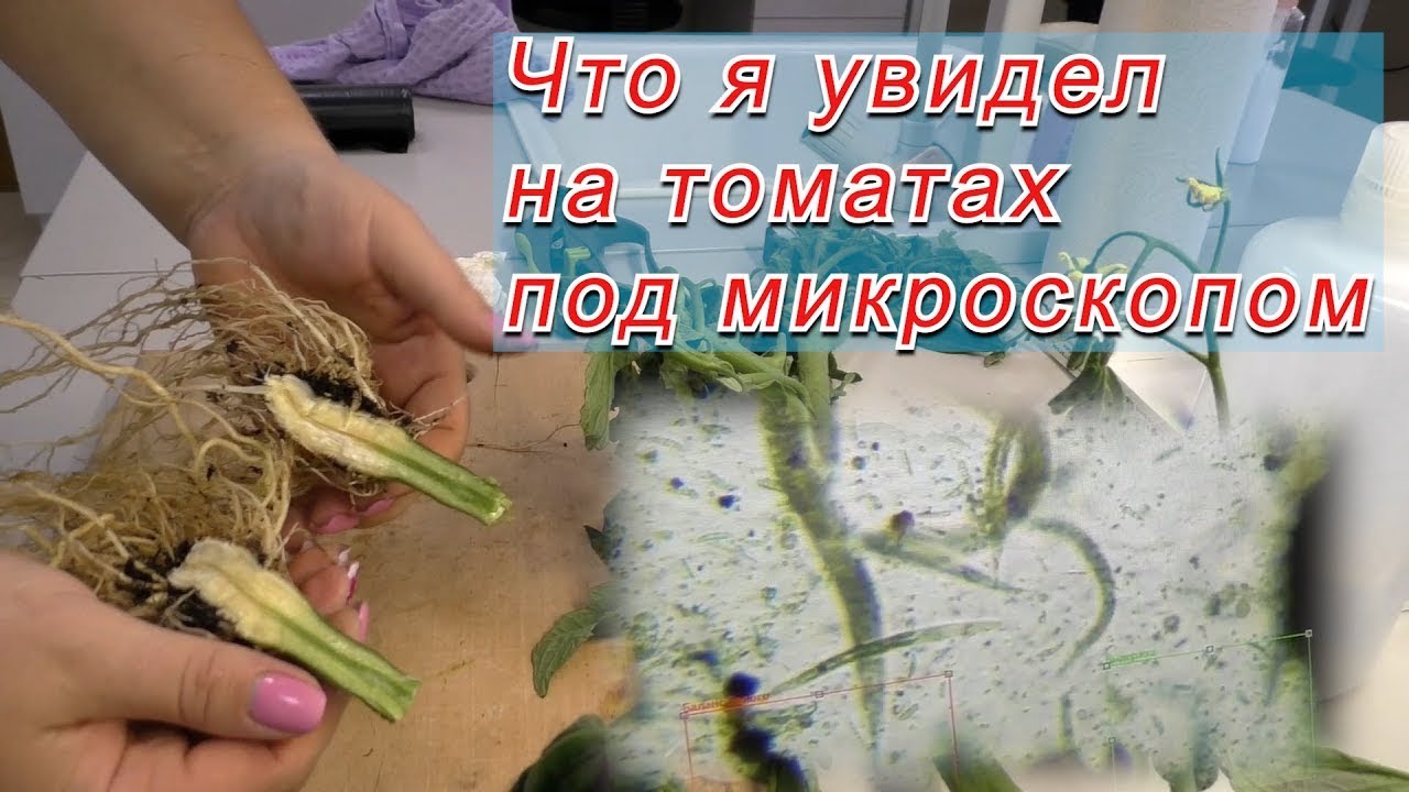 Томаты под микроскопом- каких вредителей и болезней я увидел. (субтитры)