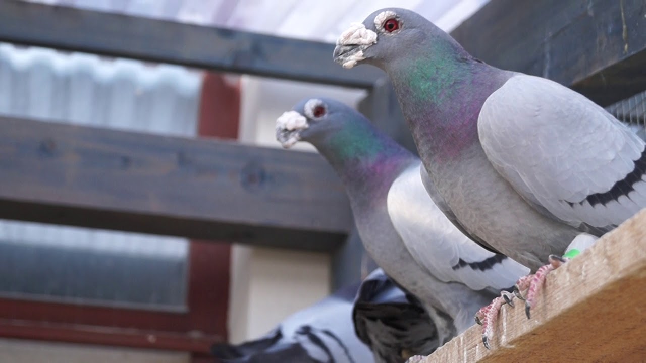My Dragoon Pigeons - 26.12.2017, Czechia