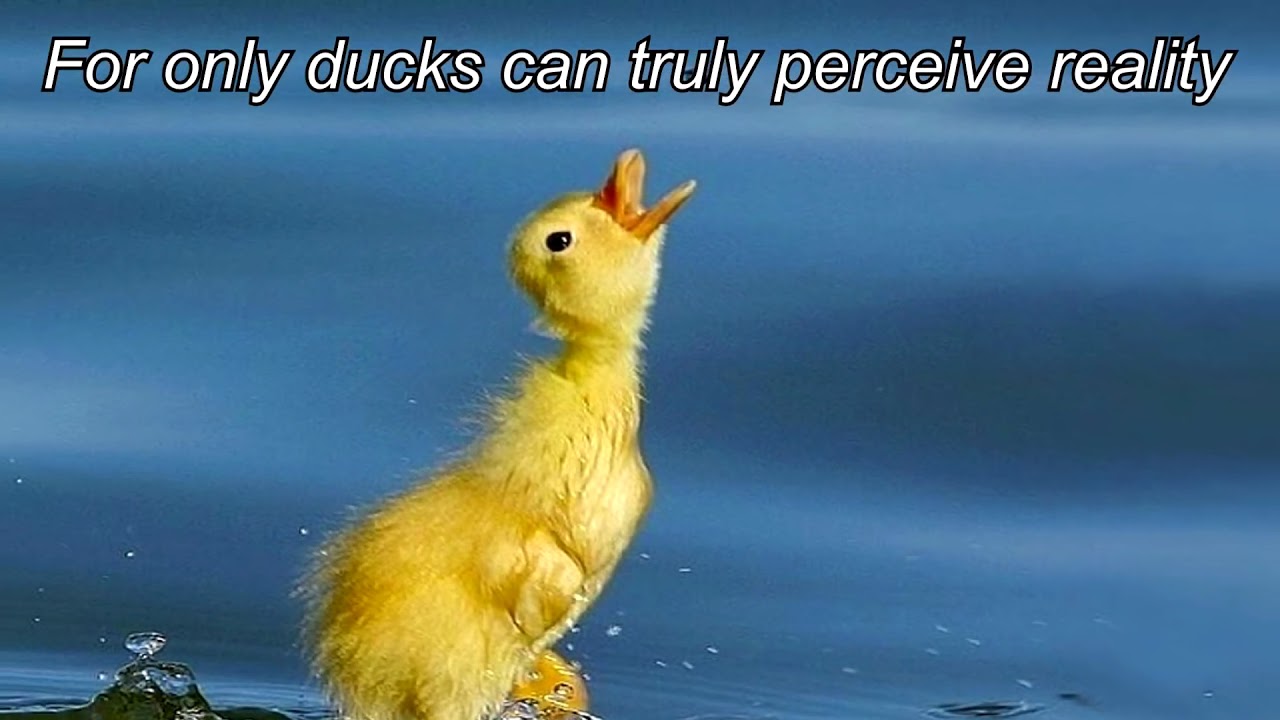 Glorious Ducks