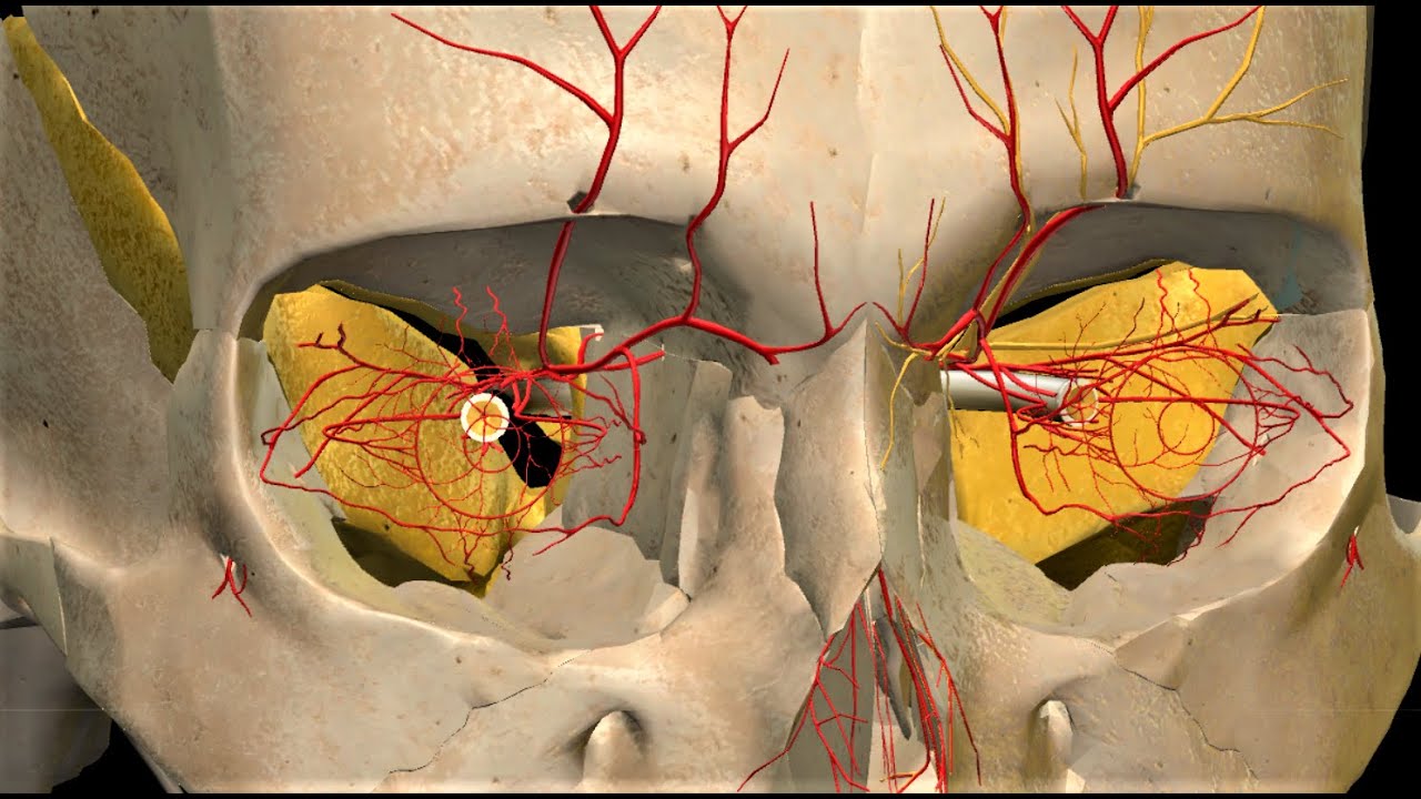 ORBITAL APEX SYNDROME | HOW TO IDENTIFY IN A PATIENT | SIMPLE POINTS