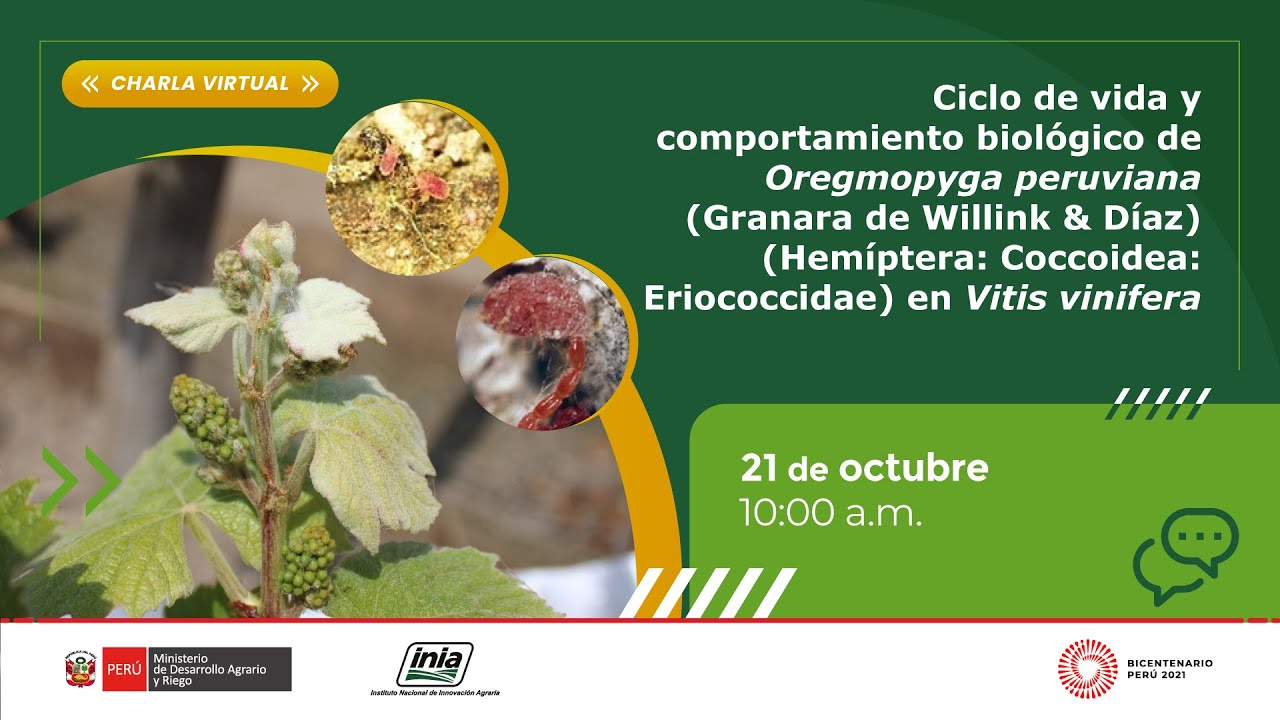 Métodos de evaluación de la canopia y podas en Vitis vinifera para el manejo de variedades vineras
