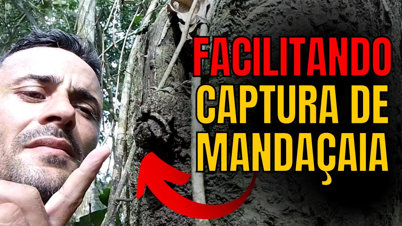 MANDAÇAIA: Estratégia COMPROVADA para Aumentar a Chance de Captura (Tamanho e Cor)